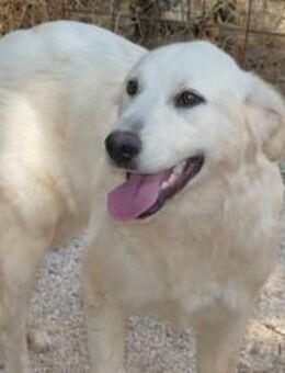 Minka sucht ihr ZUhause - Fronreute