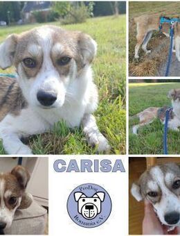 CARISA -sanft & menschenbezogen- - Duisburg