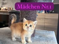 Reinrassige bkh britisch Kurzhaar kitten Katze Kater golden Shaded Shell Tabby whiskas - Hamm