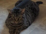 Norwegische Waldkatze mit britisch Kurzhaar - Oldenburg