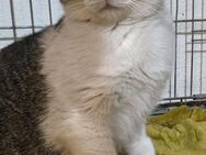 Leilani: Bist du ihr Traumerfüller? 🐱💜 - München