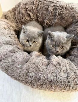 Süße und verspielte BKH Kitten - Hannover