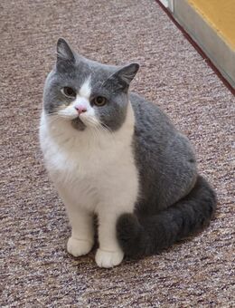 Britisch Kurzhaar Blue/White-Männlich - Plochingen