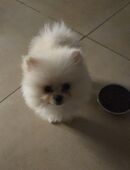 Zwergspitze pomeranian in 59229