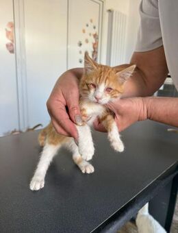 blinde Ruby sucht Zuhause mit Balkon - Waakirchen