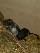 3 Degu Weibchen in 14467