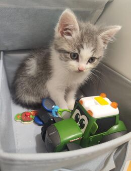 Katze zu verkaufen (KEINE QUALZUCHT) - Buxtehude Zentrum