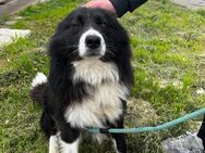 Freundlicher lieber JOE sucht ♥️ - München