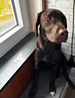 Bella wird Oktober ein Jahr - Katlenburg-Lindau