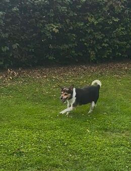 Jack Russel Hündin sucht Zuhause - Bohmte