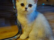 BKH Kater Silver Shaded , 350 € VB – Nur noch einer frei! - Celle