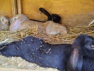 Großwidder Kaninchen, 13 Wochen alt - Riesa