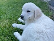 Wunderschöne Golden Retriever Welpen mit Stammbaum - Filderstadt