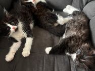 Ragdoll x Maine Coon Kitten - Crailsheim