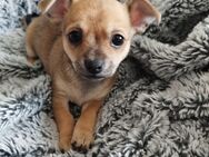 1 von 3 Bezaubernde Chihuahua Mädels - Berlin