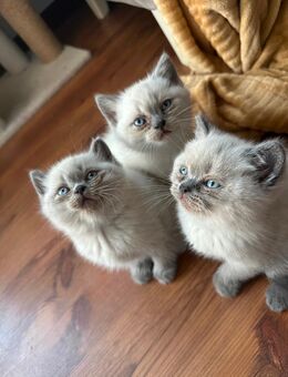 Bkh kitten - Ansbach