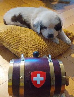 Bernhardiner Welpen frühestens am 19.12.25 abzugeben - Unterlüß