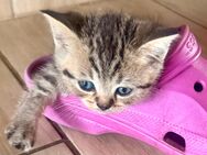 BKH Kitten - Lalendorf