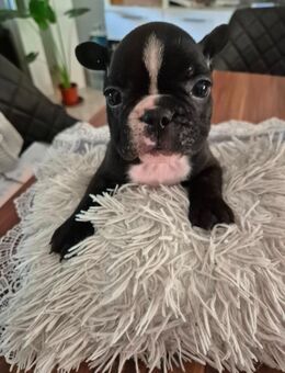 Französische bulldoggen welpen - Bad Schmiedeberg