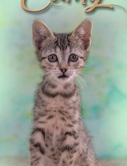 Cathy, ein suesses Katzenkind - Brunstorf