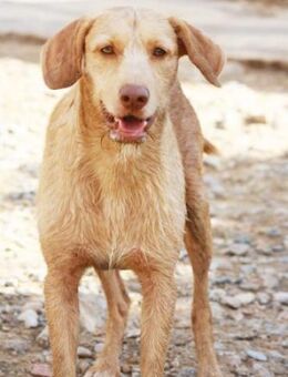 MOBY - Scheuer Abenteurer - Karben