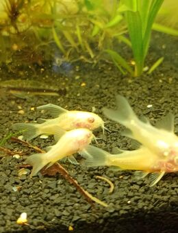 Gebe Albino Marmorierte Panzerwelse Corydoras Paleatus ab - Paderborn