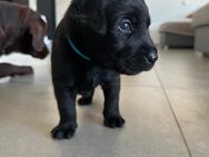 Labrador Welpen mit Papiere in schwarz und braun, Labradorwelpen - Waldstetten (Baden-Württemberg)