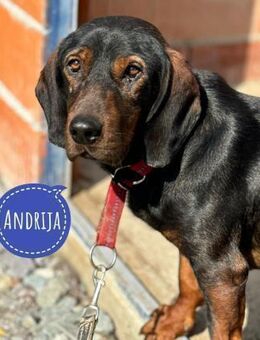 Andrija eine gebrochene Seele - Flörsheim-Dalsheim