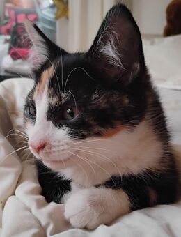 Sehr süßes kleines Glückskatzenbaby - Berlin