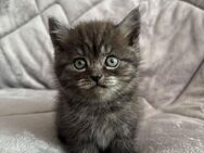 BKH Kater in Schwarz - Dortmund