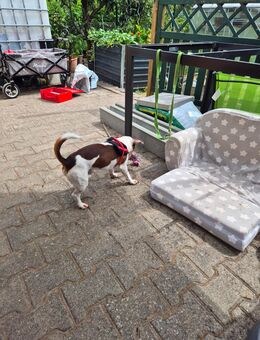Jack Russel Terrier - Magdeburg
