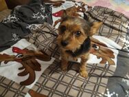 Yorkshire Terrier abzugeben (4Jahre) - Leipzig West