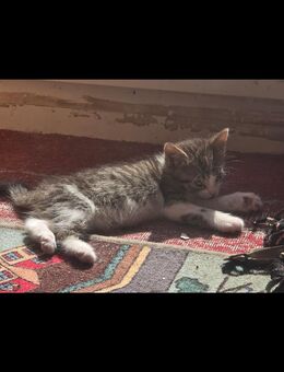 Katzenkitten - Wettin-Löbejün