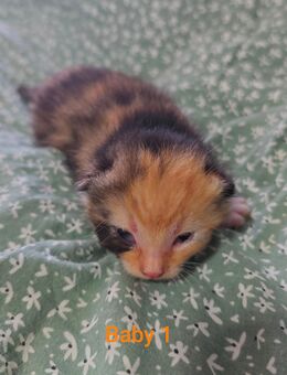 EKH Kitten Glückskatzen Babykatzen - Dörverden
