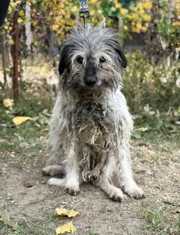 Vileda - dringend Gnadenplatz gesucht!!! - Köln