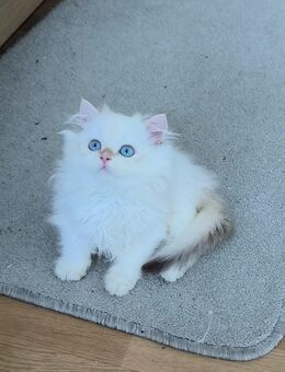 Zwei Britisch Langhaar Kater zu verkaufen. - Genthin