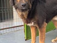 🐾 Liebenswerter Thor 🐾 - Eislingen (Fils)