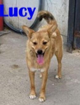 Lucy auf der Such nach dem Glück - Berlin