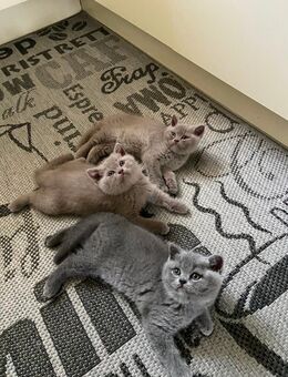 Reinrassige BKH KITTEN - Balingen