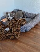 Junger Rüde sucht neue Familie - gechipt und geimpft in 33611