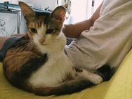 Kitty - sucht ein aktives Zuhause - Kirchheim (München)