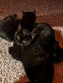 🐾 Süße 12-wöchige Kitten suchen ein liebevolles Zuhause 🐾 in 45881