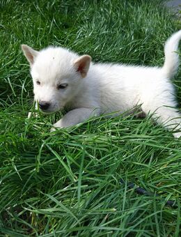 Husky Welpe der letzte - Wanzleben-Börde