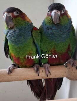 Blaulatzsittiche aus Hobbyzucht - Groß Miltzow