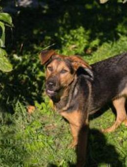 STINA - hüpfen, schmusen, genießen - Overath