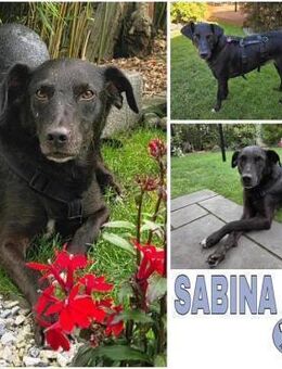 SABINA -ruhig & verschmust- - Duisburg