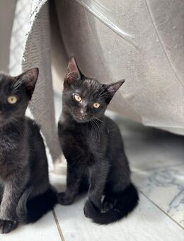 1 Kätzchen, Hauskatze 13 Wochen - Ahlerstedt