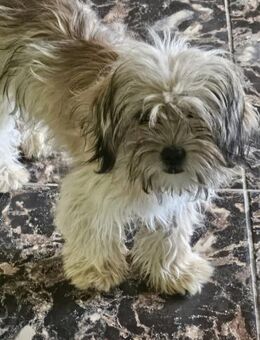 Wuschelige Bella sucht Ihr Glück - Leonberg (Baden-Württemberg)