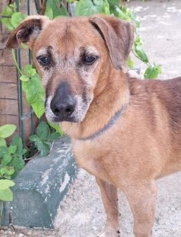 Sancho verdient das schönste Zuhause.... - Laatzen