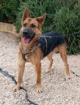 Oscar sucht sein Zuhause - Fronreute